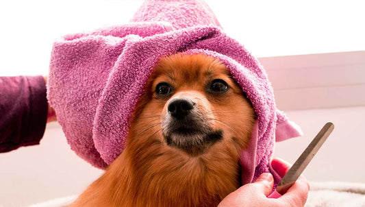 Grooming 101: Essential Tips and Tricks for Keeping Your Dog Looking Great