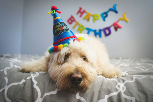 How to Throw the Ultimate Dog Birthday Party: Ideas and Inspiration